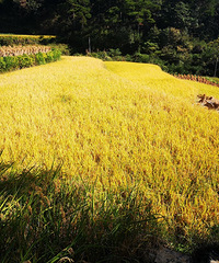 ���ֱ�ɽ��~���յļ���