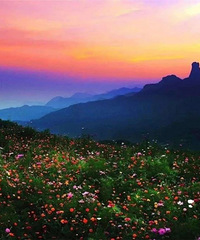 ȥ�˲�֪����������һ����������һ���Ӿ�ʢ��