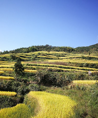 ��ɽ��� ͽ��̤���̨��ɽ