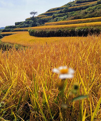 �򿨱�ɽ������۾��ǻƽ�ɫ