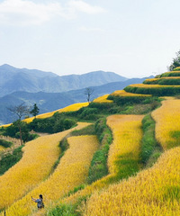 �򿨱�ɽ������۾��ǻƽ�ɫ