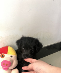 ��һֻ2���²�����С��������Ҫ������