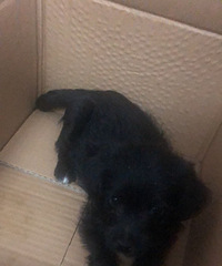 捡到一只2个月不到的小狗,有人要领养吗?