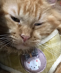 Ѱ���´���è����������