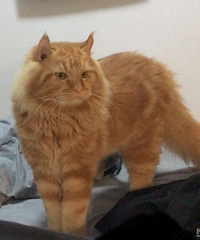 Ѱ���´���è����������