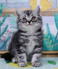 ���̵ܵ��������¼�