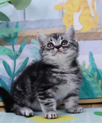 ���̵ܵ��������¼�