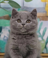 ������è������һ�ѣ���֪����ϲ������