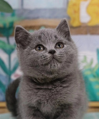 家养蓝猫,生了一窝,不知道有喜欢的吗