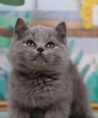 �Լ���������èһ�����¼�