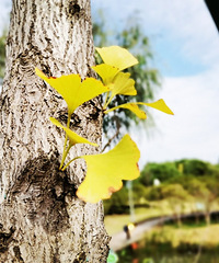 Ѱ�ﾰ��ʮ�£���һ�θ��������Ϣ