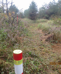 ̽��2020�����˹����ԽҰ����ɸ��-��̶᮶�������