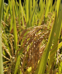 ���۸��᡿�������������ҵ��ʲô��