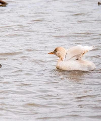 �ȷ��ˣ������İ׻�Сp�� t����̨�ݰ���