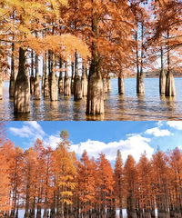 ��������Ȧ���ڵȵ��Ͼ���ɫ�������ж���