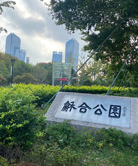 台州周边游之和合公园,湖里有十几只黑天鹅