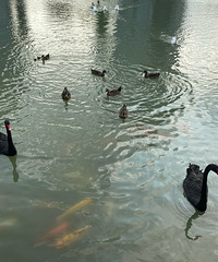 ̨���ܱ���֮�ͺϹ�԰��������ʮ��ֻ�����