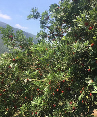 ���۸��᡿���������У������ѧ���ز���Ҫ��