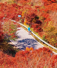 这条神级盘山公路,一路银杏红枫,秋色惊艳人