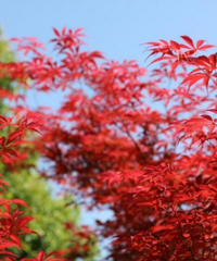 ̨���ͷ�Ҷȥ���̨�������з�Ҷ������ͷ㹥�����պ�~