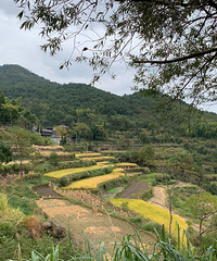 天台北山梯田,稀里糊涂的开了两个小时