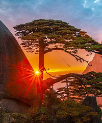 ��ɽӭ���������ϵģ��ٷ���Ӧ��