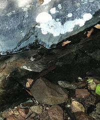 ɽɽ·ʱһȾͶϵĸо