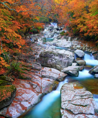 2020���ڷ�Ҷ�ٱ�+Ԥ�⣡��ȫ�����ձ�����