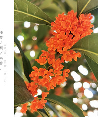 �𻨶���Ʈ��