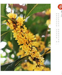 �𻨶���Ʈ��