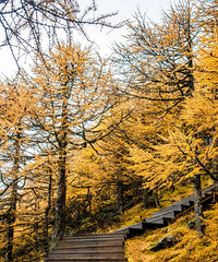 �������ɽ��飬Ѥ�����