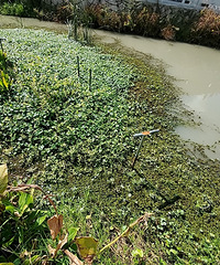 河道的铜钱草、革命草、浮萍,谁是最后赢家?