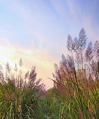 ���죬��һ������«������