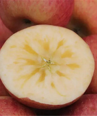 ��Ԥ��49Ԫ������������½������ձ�����ƻ��