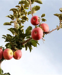 ��Ԥ��49Ԫ������������½������ձ�����ƻ��