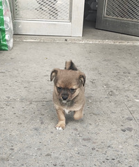 �������С����������