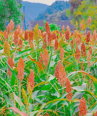 ɫ�ʰ�쵲ز�ס�ˣ��������������ġ��������顱����ը�ѣ�