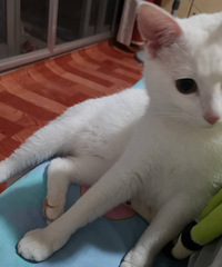 两岁公白猫在线征婚找媳妇