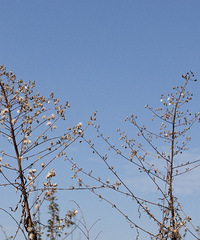 ����ȥ����ᮣ�������һ����Ը