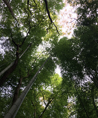 �ٺ���弹ŵ����ͷ���������ɫ