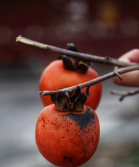 ����ĩ��������ӽڣ����һ��������