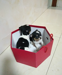临海家养吉娃娃幼犬出售,喜欢的联系