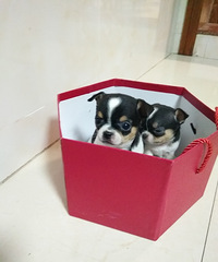临海家养吉娃娃幼犬出售,喜欢的联系