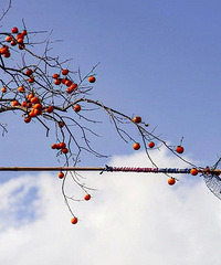 �����������ŷ羰ͼ����Ӱʦ��������������