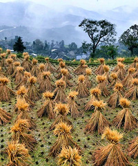 �����������ŷ羰ͼ����Ӱʦ��������������