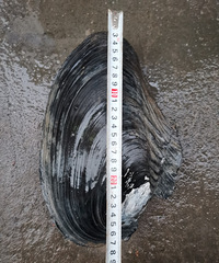 ����һֻ�����Ǿ������ش�4.1��