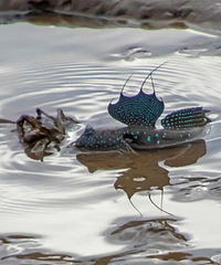 ������ŵ�û�������ֵľ��㣬ȴ�������������۾���