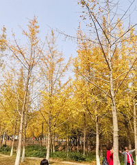 ʮ�����ӳ��ȣ�û�������е����ؽ��