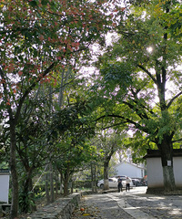 ���Ѿ���Ҷδ��--�˶���&̫������&��ɽ��