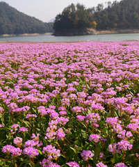 ������һ��̽Ѱ�������������һ�й���������